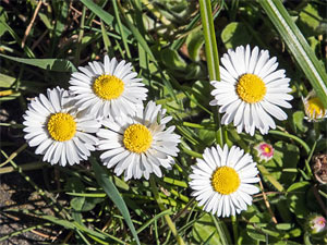 Gänseblümchen